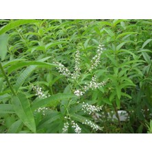 Ases 2 Adet Saksıda Kokulu Limon Otu Melisa Fidanı