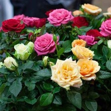 Mutlupaket Tüplü Yediveren Kokulu Karışık  Gül Fidanı Paketi (4 Adet)