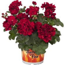 Rüzgar Botanik Bordo Sakız Sardunya Çiçeği Fidanı 10CM-30CM