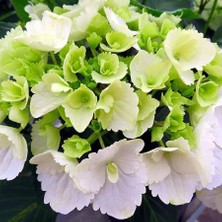 Peyzaj Yağmur Saksıda  Beyaz Ortanca Fidanı