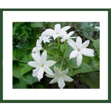 Fidanİstanbul Jasminium Sambac (Arap Yasemini) Fidanı