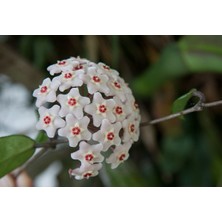 TÜRKİYEFİDAN Mum Çiçeği / Beyaz