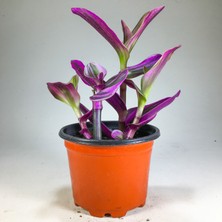 Gurme Bitki Tradescantia Nanouk Pembe Telgraf Çiçeği 8.5 cm Saksıda