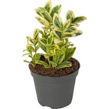 Yalova Fidan Market Sarı Taflan 10 Adet