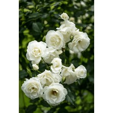 Online Botanik Aşılı Gül Fidanı -Kokulu