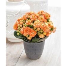 Saksılı Turuncu Kalanşo Çiçeği( 12 Lik Saksıda )