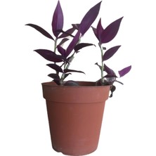 Bitki Fidanım Mor Telgraf Çiçeği-Tradescantia Küçük Boy