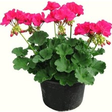 E-Tarım Saksılı Sardunya Çiçeği