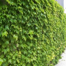 İdeasepet Tüplü Hedere Petram Green Kaya Sarmaşığı Fidanı