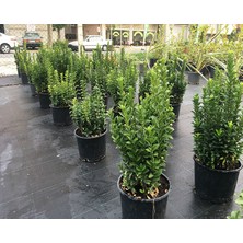 Rüzgar Botanik Yeşil Sutun Taflan Fidanı Saksılı 40 cm 60 cm