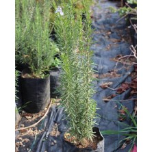 Reyon Doğal Biberiye Fidanı, Saksıda