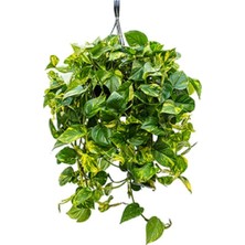 Ms Patos Pothos Sarmaşığı Ev Salon Ve Ofis Sarmaşığı Askılı