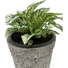 Ender Peyzaj Hostes Çiçeği (Hypoestes) Çilli Yaprak Çiçeği - Beyaz -Ev ve Ofis Bitkisi