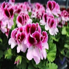 Rüzgar Botanik Mor Beyaz Ceylan Gözü Sardunya Çiçeği Fidanı 10CM-30CM