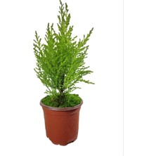 Bitki Fidanım Limoni Servi(Cupressus Macrocarpa ‘goldcrest’),limon Çamı 25-30CM