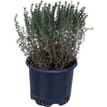 Hobi ve Bahçe Kekik Fidanı Saksı'da- Thymus Vulgaris - Dik Kekik - Aromatik Dağ Kekiği