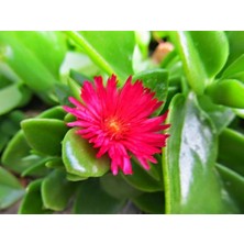 Biorganix Saksılı Buz Çiçeği Fidanı 10-20 Cm