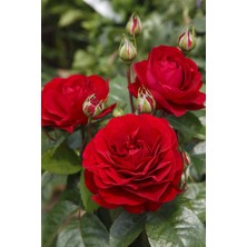 Bordeaux Aşılı Açık Köklü Gül Fidanı