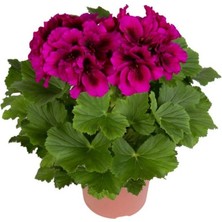 Biorganix Saksılı Koyu Çingene Pembe Sardunya Çiçeği 15-25 cm