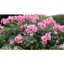 Mimoza Yediveren Pembe Sarmaşık Isparta Gül Fidanı 15-25 cm