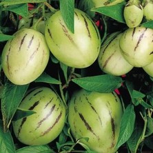 Yalova Fidan Market Pepino Ağaç Kavunu