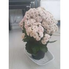 Saksılı ( Açık Uçuk Pembe Renk ) Kalanşo Çiçeği( 12 Lik Saksıda )
