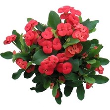 Plantistanbul Euphorbia Milli Dikenler Tacı Kaktüsü, Tüplü