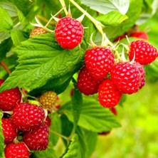 Floramut Tüplü Yediveren Willamette Ahududu Fidanı