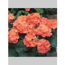 Rüzgar Botanik Turuncu Sakız Sardunya Çiçeği Fidanı 10CM-30CM