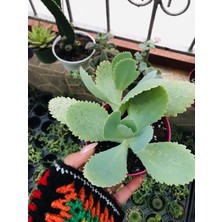 Folium Botanik Kalanchoe Daigremontiana Aşkın Gözyaşı