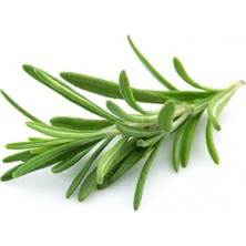 Biorganix Biberiye Fide Fidanı 20-30 Cm Rosmarinus Officinalis 1 Adet