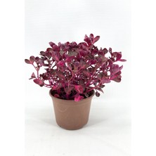 My Botanik Çingene Şalvarı 30-35 cm