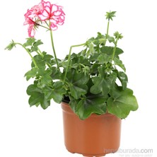 Cumba Dünyası Sakız Sardunya ( Saksılı Çiçek )