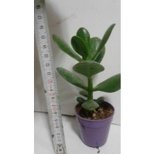 Para Çiçeği 14-16 Cm