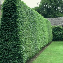 Tohum Bul Tüplü Kurtbağrı(Ligustrum) Fidanı
