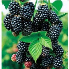 Önderler Yediveren Dikensiz Böğürtleyen Fidanı (Tüplü)