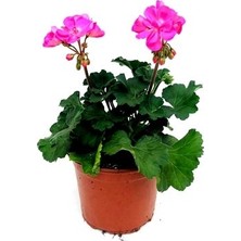 Sardunya, Dış Mekan Çiçekli Bitki , 25-30 cm Boyunda, Fidanova