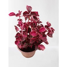 Biorganix Çingene Şalvarı Iresine Herbstii 8.5 cm Saksıda