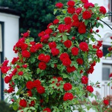 Biorganix Kırmızı Yediveren Sarmaşık Gül Fidanı 20-40 cm