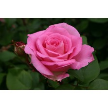 Beverly Aşılı Açık Köklü Gül Fidanı