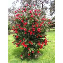 Sıla Ormancılık Fırça Çalısı