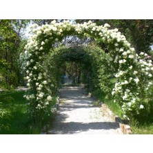 Mimoza Yediveren Beyaz Sarmaşık Gül Fidanı 15-25 cm