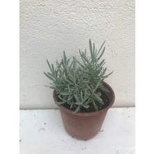 saksılı Yoğun Kokulu Aromatik Lavanta Fidanı