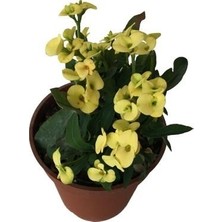 Biorganix Dikenler Tacı Japon Iğnesi Euphorbia Milii (Sarı )
