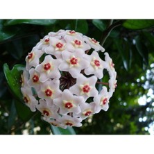 Rüzgar Botanik Mum Çiçeği Fidanı 20CM-40CM