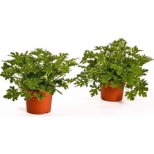 Biorganix Saksılı Itır Çiçeği 2 Adet