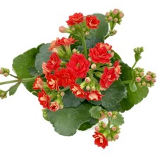 Kalanchoe (Kalanşo) Kırmızı