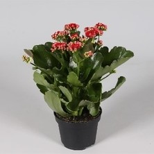 Berceste Peyzaj Kalanşo Çiçeği (Kalanchoe Kalandiva)
