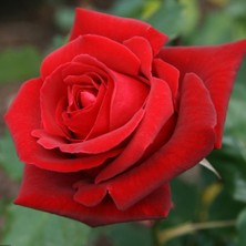 Yalova Fidan Market Kırmızı Gül Fidanı