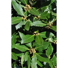 taşkar peyzaj Defne Fidanı Tüplü 50 -80 cm